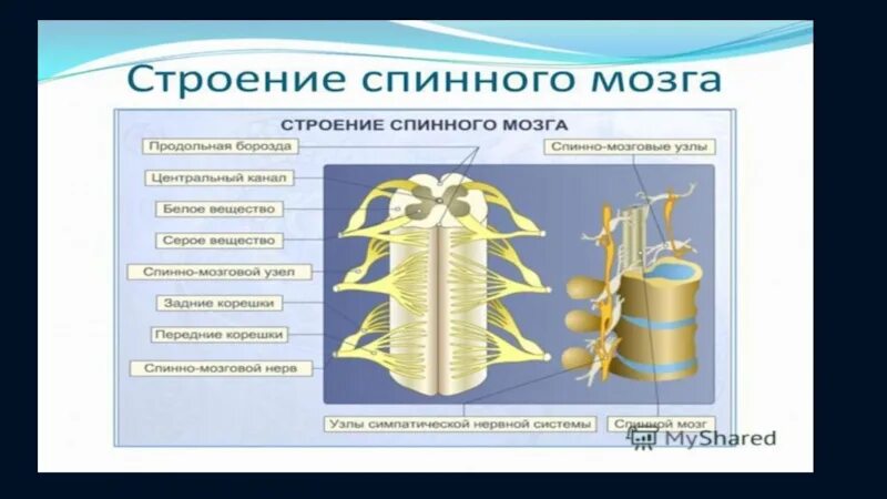 Тест по биологии головной и спинной мозг. Строение спинного и головного мозга. Строение спинного мозга у рыб. Строение спинного мозга человека. Спинной мозг нервная система.