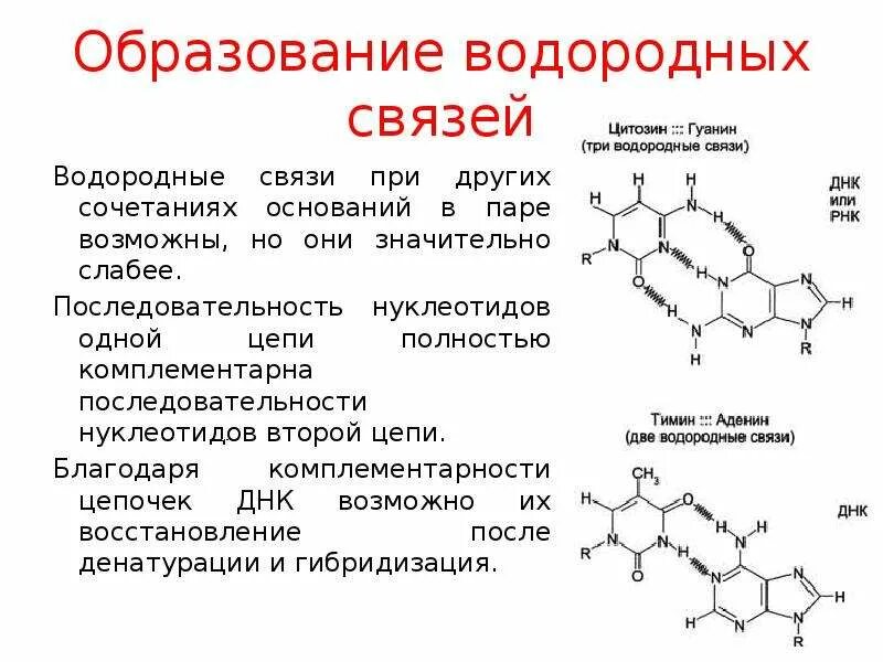 Гуаниновый нуклеотид. Водородная связь биохимия. 3 Водородные связи между гуанином и цитозином. Комплементарность водородные связи. Образование водородной связи.