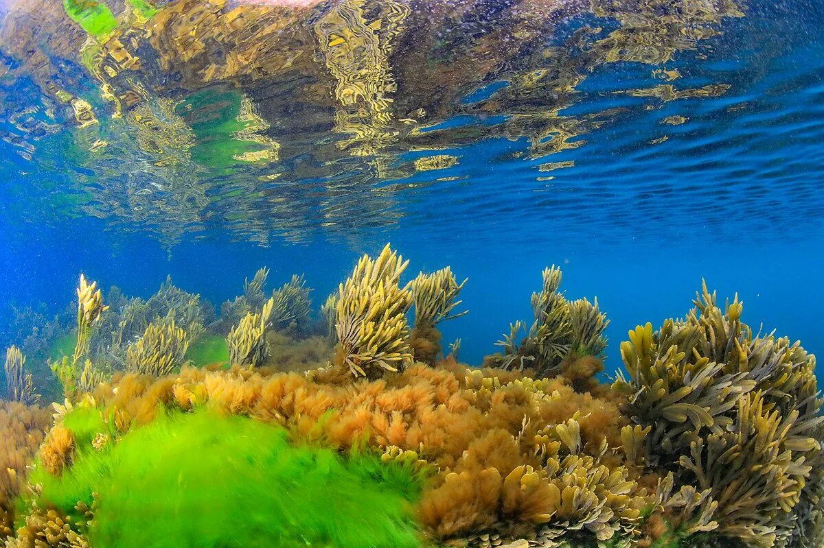 Ламинария в холодных морях. Ламинария Баренцева моря. Водоросли фукус Баренцева моря. Дно Баренцева моря.