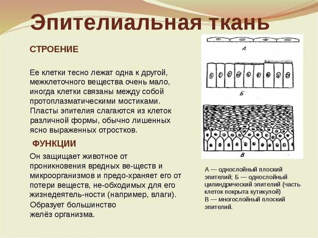 Какие функции выполняет эпителиальная ткань человека. Строение эпителиальной ткани анатомия. Охарактеризуйте особенности строения эпителиальной ткани. Схема строения эпителиальной ткани. Особенностистроения эпитолиальной ткани.