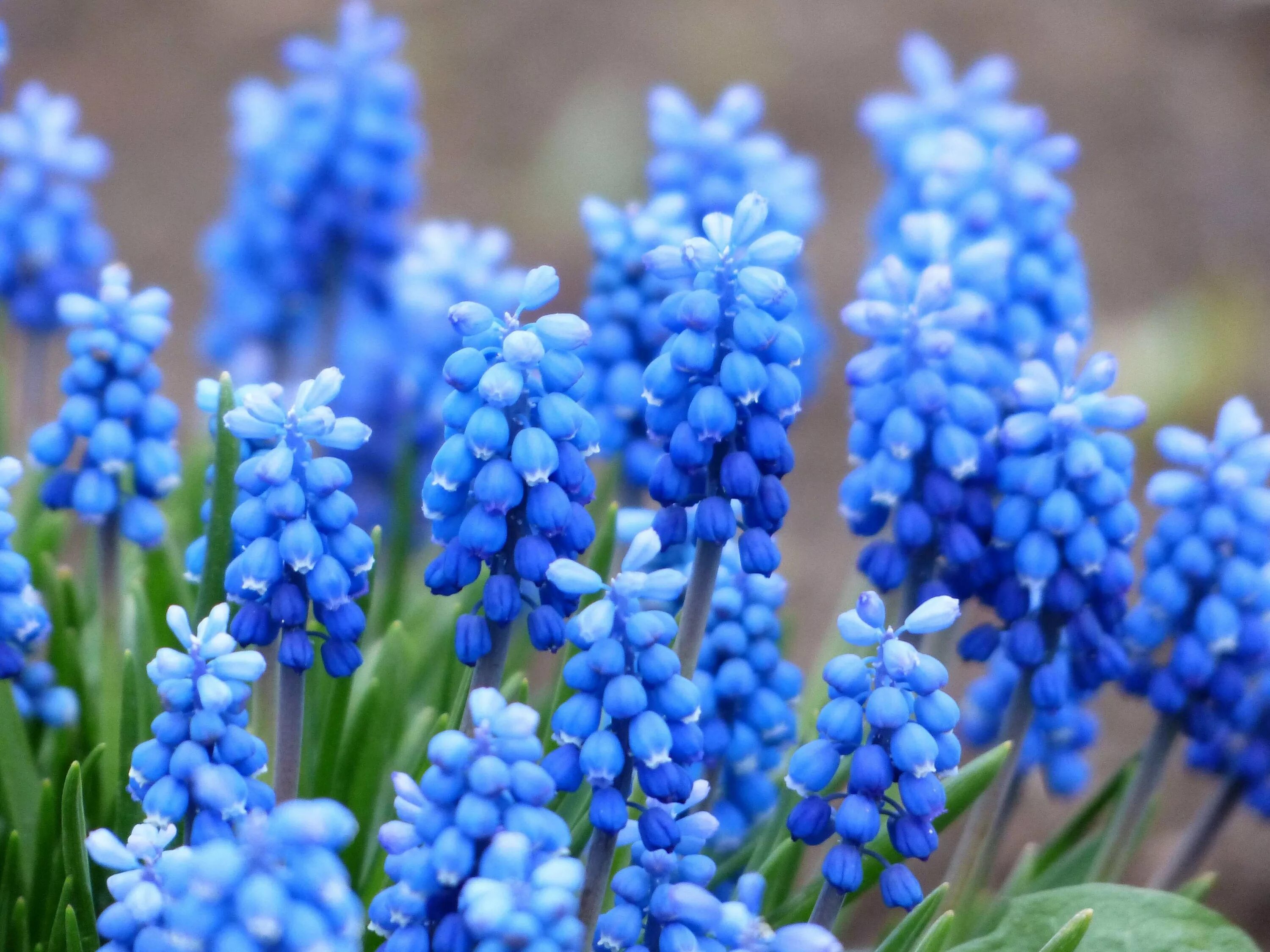 Мышиный гиацинт мускари. Мускари Muscari racemosum. Мускари океан Мэджик. Мускари Блу Мэджик. Красивое название весны