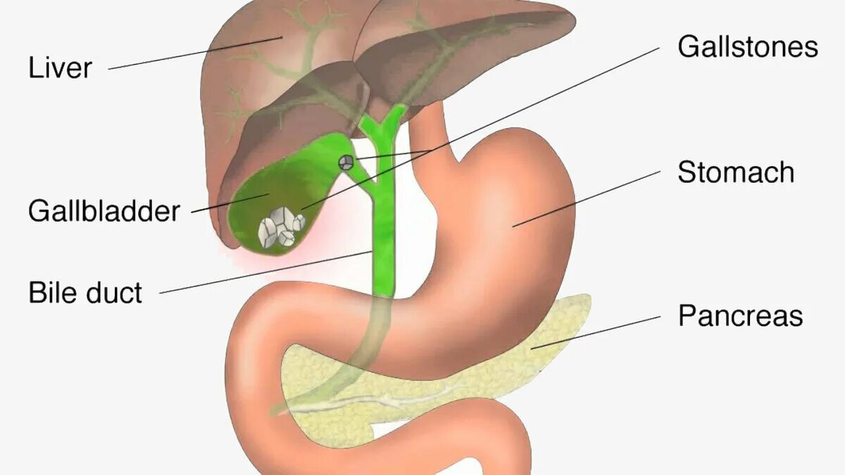 Проблемы с печенью желчным пузырем. Поджелудочная железа сфинктер Одди. Желчный пузырь сфинктер Люткенса. Желчный пузырь и протоки анатомия. Желчный пузырь сфинктер Одди.