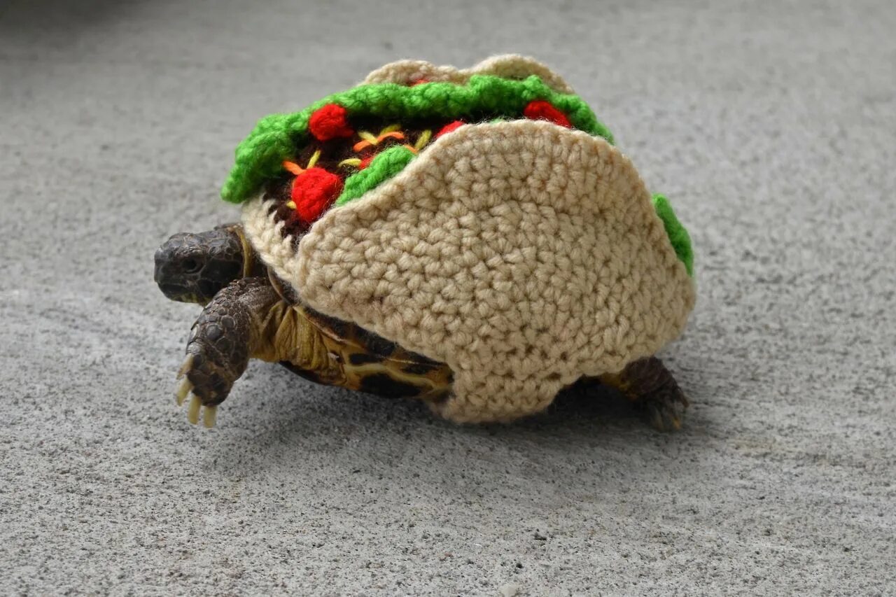 Make the turtle