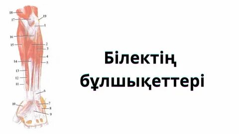 Білектің фотосы