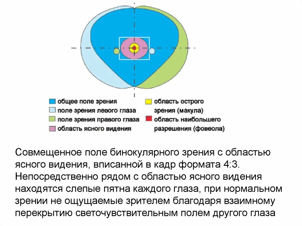 Центральное поле зрения. Область зрения человека. Поле зрения. Поле зрения обоих глаз. Поле зрения одного глаза.