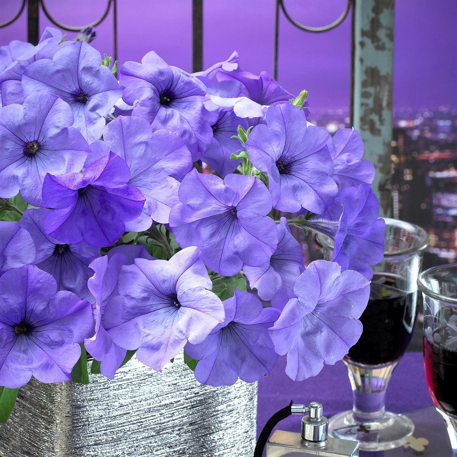 Петуния ампельная evening scentsation. Evening sensation. Evening sensation. Evening sensation. Петуния ивнинг.