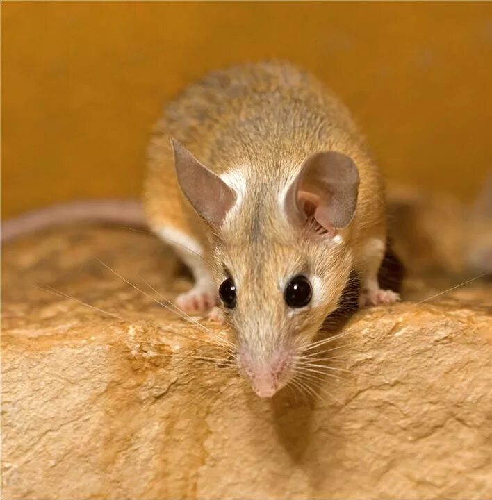 Длинные мыши. Акомис иглистая мышь. Египетская иглистая мышь. Акомисы иглистые. Африканская иглистая мышь.