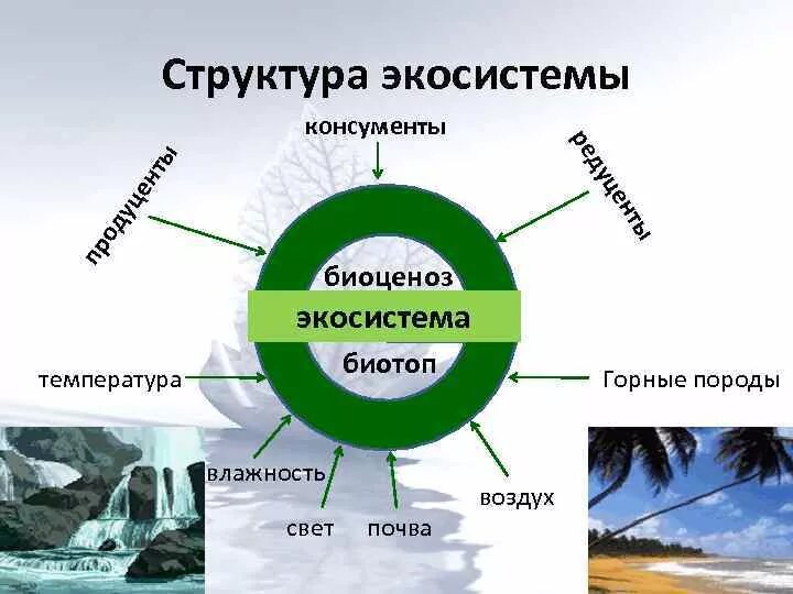 Экосистемная организация природы компоненты экосистем 9 класс. Состав компонентов экосистемы. Структура экологической системы. Схема состава компонентов экосистемы. Структурные компоненты экосистемы схема.