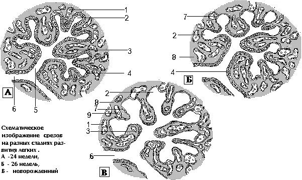 Стадии развития легких. Строение эпителиальной выстилки на разных стадиях развития легких. Железистая стадия развития легкого. Фетальное развитие легких.
