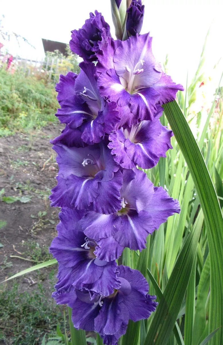 сорта голубых гладиолусов. гладиолус блу бьюти. гладиолус свит блю sweet blue. сорта голубых гладиолусов. гладиолус синий.