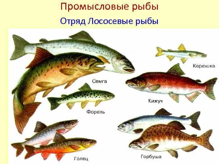 Какие рыбы лососевые. Отряд Лососеобразные представители. Отряд Лососеобразные рыбы представители. Костные рыбы Лососеобразные. Класс костные рыбы отряд Лососеобразные.