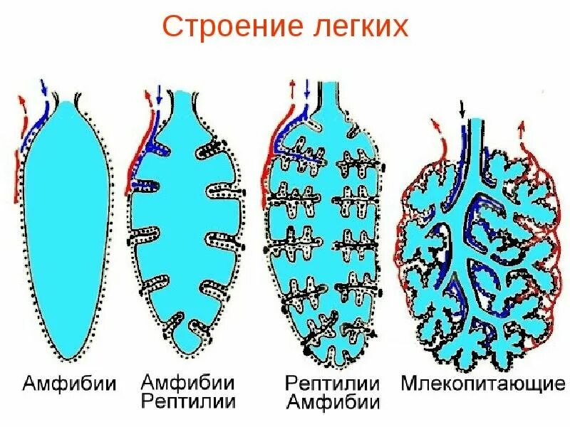 Строение легких млекопитающих. Ячеистое строение легких. Пресмыкающиеся строение дыхательной системы. Строение легких пресмыкающихся. Ячеистые легкие особенности