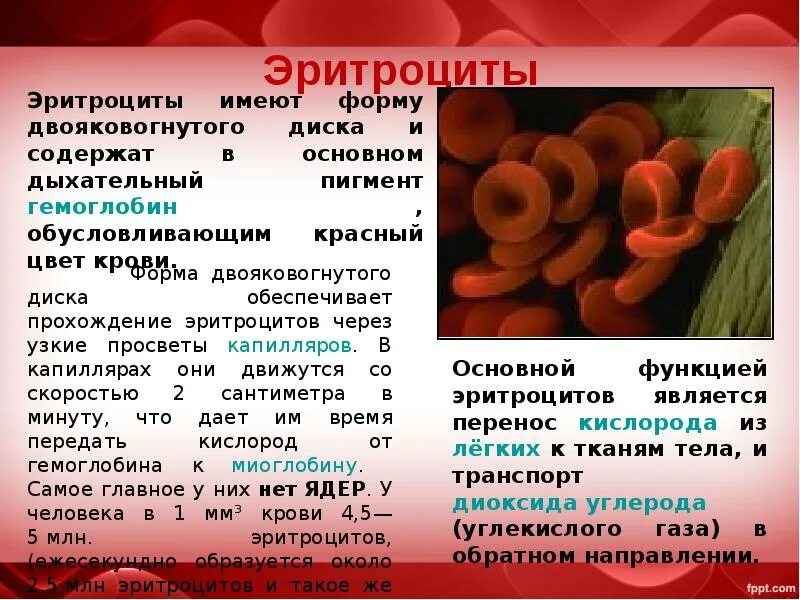 1 функции эритроцитов. Функции эритроцитов в крови человека. Эритроциты строение и функции. Эритроциты краткая характеристика. Описание строения эритроцитов.