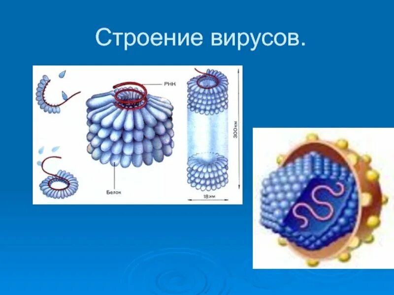 Вирусы биология задания. Строение вируса биология 5. Строение вируса биология 9 класс. Вирусы строение вирусов. Схема строения вируса.