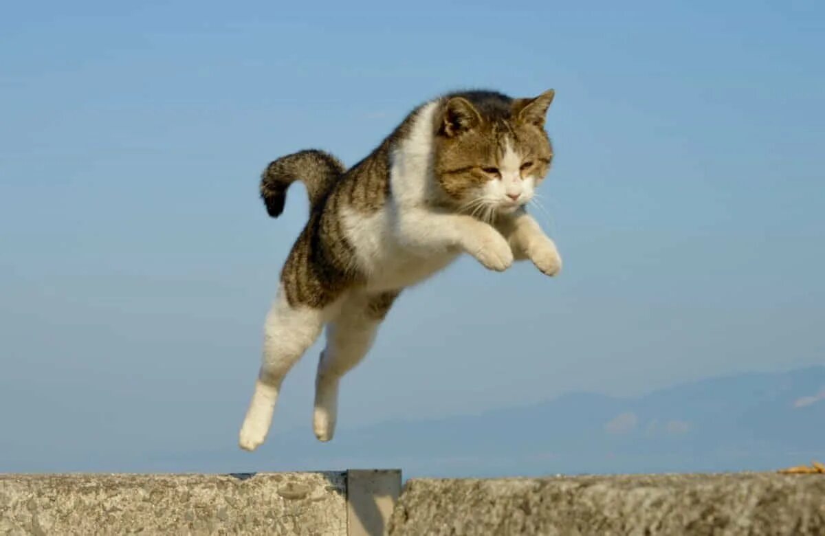 Кот в прыжке. Кот скачет. Кот прыгает вперед. Кошка подпрыгивает.