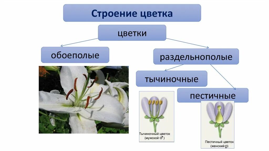 Называется обоеполым. Строение обоеполого цветка. Обоеполые и раздельнополые цветки. Цветки тычиночные, пестичные и обоеполые. J,tbgjkstr wdtnb.