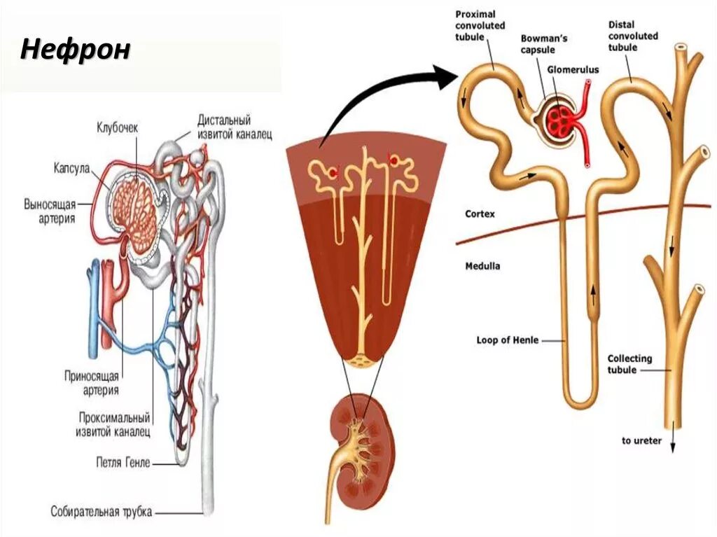 Нефрон состоит из тест. Строение нефрона рис 89. Капсула нефрона анатомия. Строение нефрона (по рисунку). Нефрон нарисовать строение нефрона.