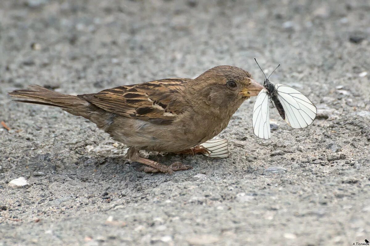 воробьи едят мух. птицы питающиеся насекомыми. внешний вид воробья домового. воробей и червяк. птицы питающиеся насекомыми.