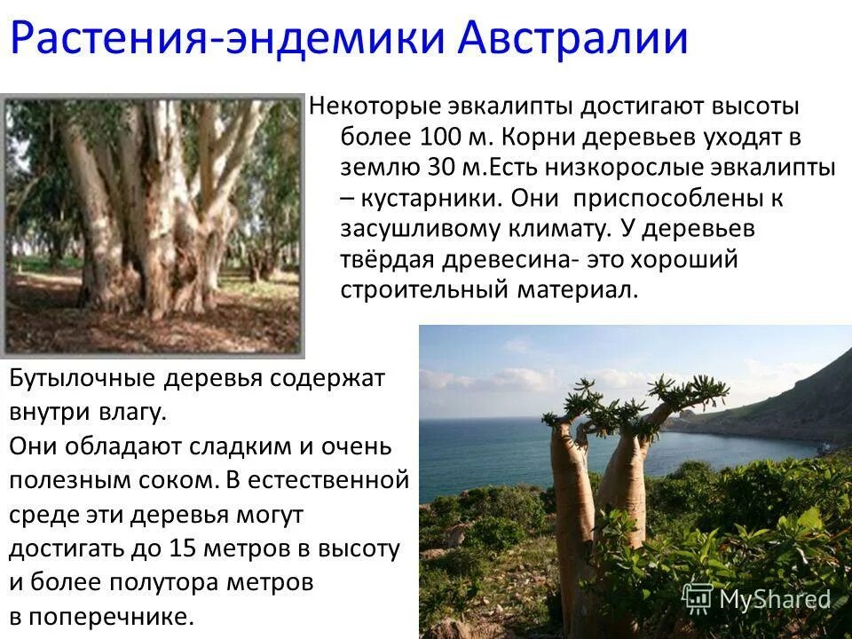 растительный мир океании. эндемики австралии и океании сообщение. эндемики материка австралия. эндемики австралии и океании сообщение. коала эндемик.