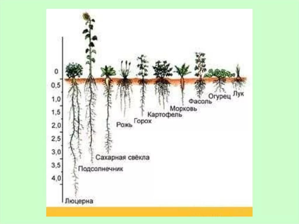 На какую глубину растут корни. Корневая система огурца глубина. Расположение корневой системы огурца. Объем корневой системы огурца.