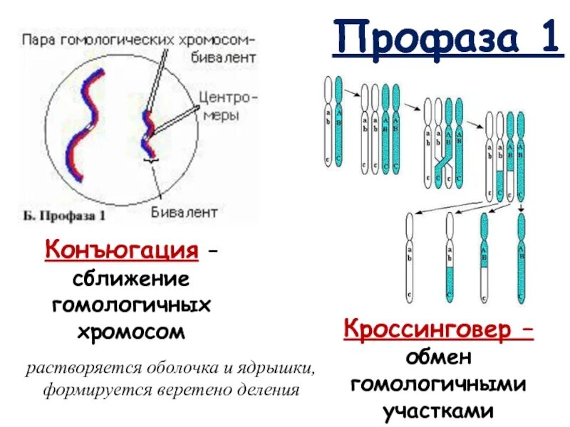 При мейозе расхождение гомологичных хромосом происходит в. Мейоз 1 кроссинговер и конъюгация. Профаза 1 хромосомы. Конъюгация профаза 1. Профаза 1 конъюгация и кроссинговер гомологических хромосом.