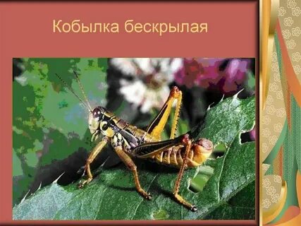 Кобылка занесена в красную