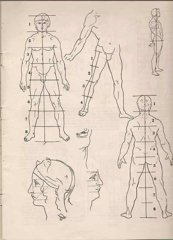 Пропорции тела человека анатомия. Рыжкин пропорции тела человека анатомия. Анатомия для художников пропорции тела. Пропорции тела для художников.