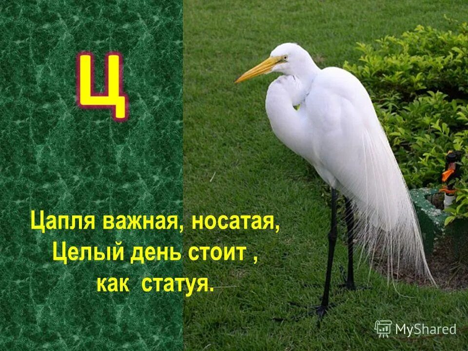 Описание сказки журавль и цапля. Загадка про цаплю. Цапля составить слова. Цирк цапля отец цех молодец танец цветок. Капли для цапли.