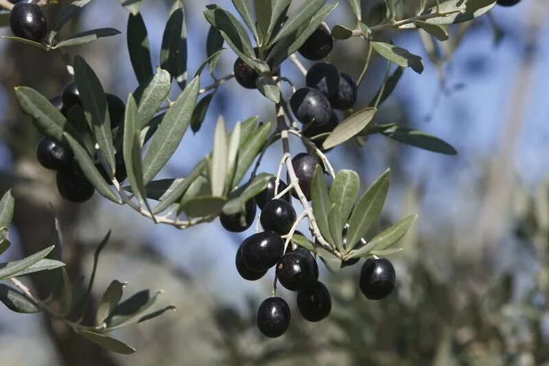 Olives Ripe Leaf Ripe Leaves Isolated in White Stock Photo - Image of green, clo