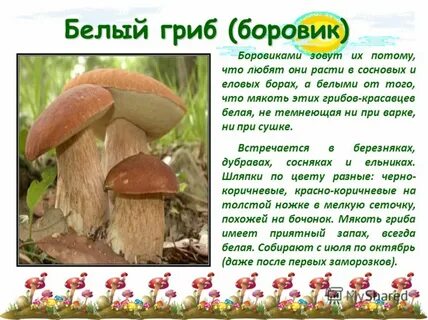 Белый гриб доклад 3 класс окружающий мир