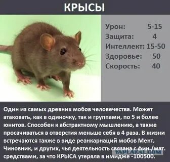Почему важно ограничивать численность мышей крыс