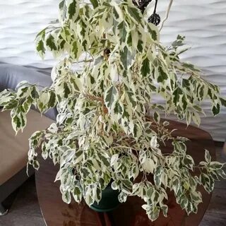 Фикус старлайт