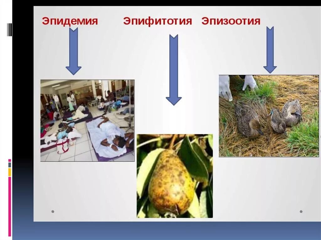 Болезни эпизоотии. Эпидемия эпизоотия эпифитотия. Эпидемия, эпифитотия, эпизооти. Эпизоотия презентация.