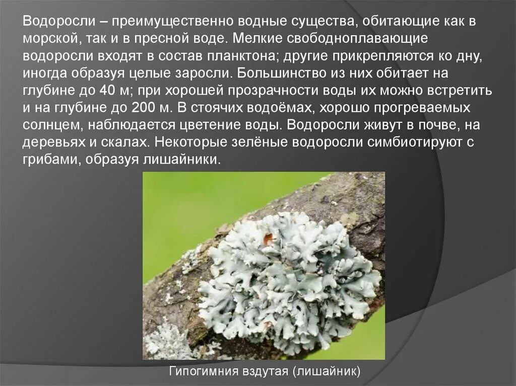 Водоросли свободноплавающие. Что входит в состав водорослей. Водоросли это преимущественно. Цветение водорослей Хакасия лечение.