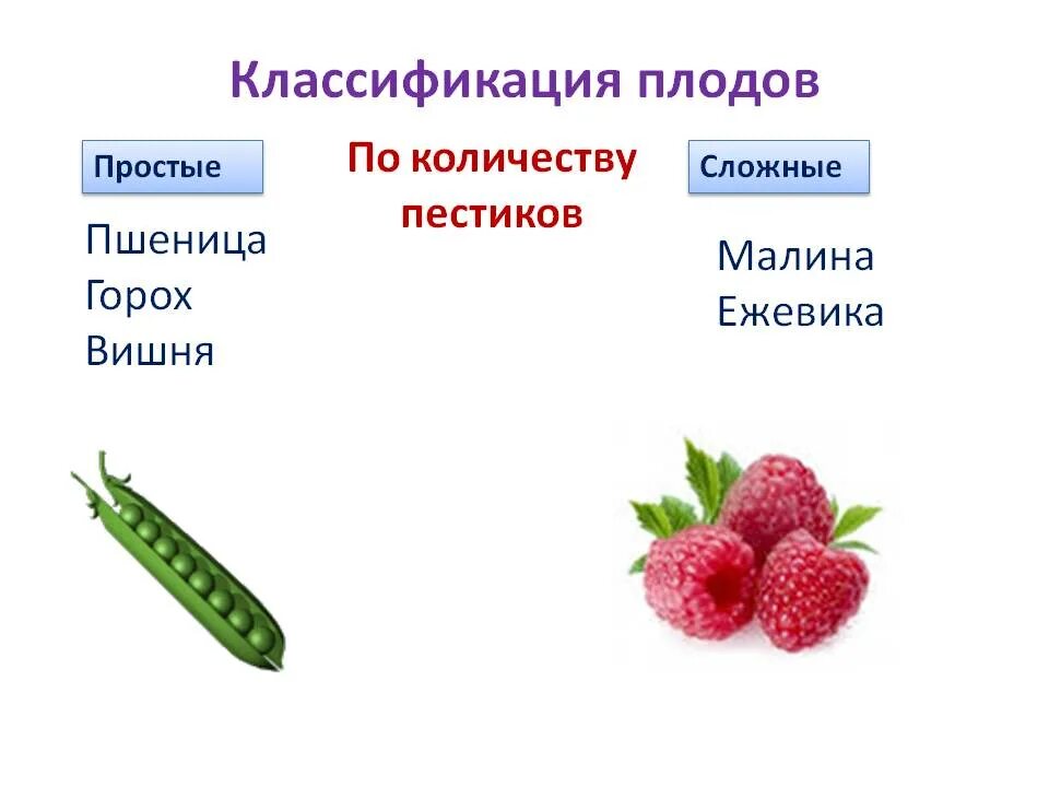 Классификация плодов горох. Классификация плодов соплодие. Простые и сложные плоды. Классификация плодов простые и сложные. Основные группы плодов