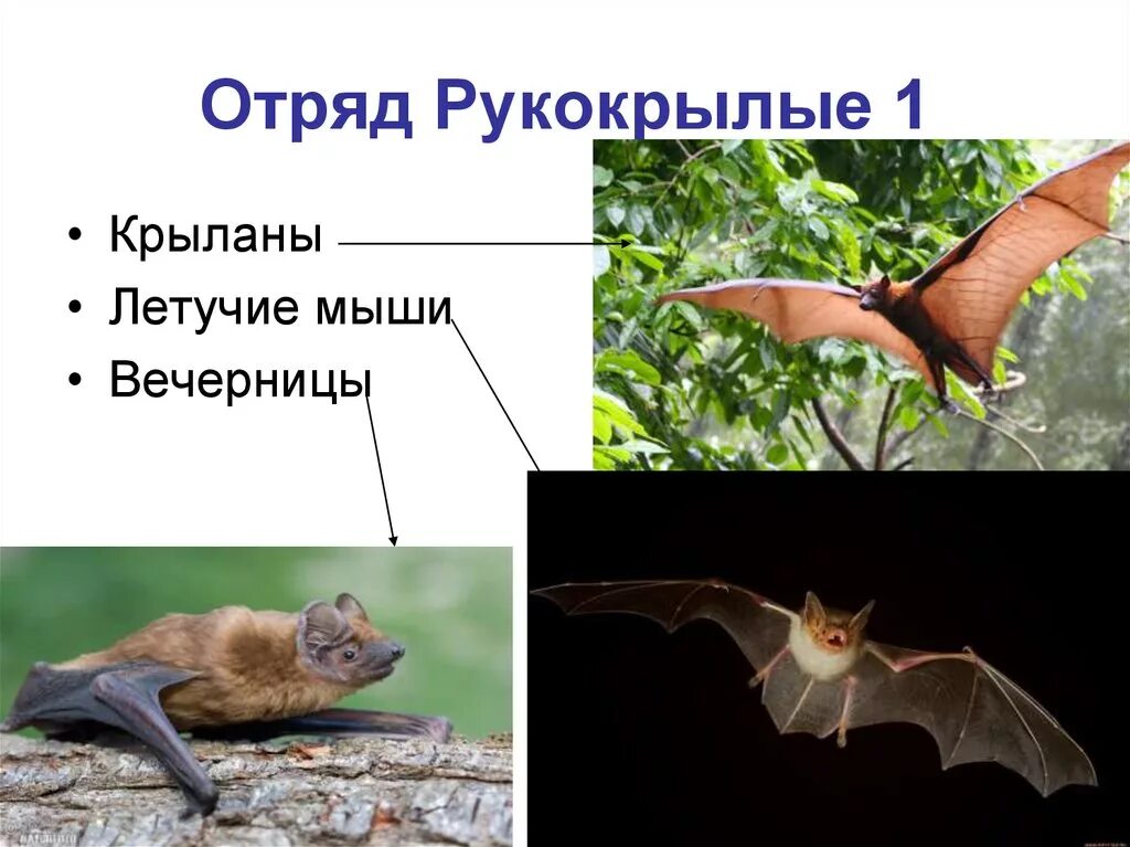 Рукокрылые млекопитающие примеры. Отряд рукокрылые млекопитающие. Рукокрылые летучие мыши представители. Летучие мыши представители отряда рукокрылых. Характеристика отряда рукокрылые.