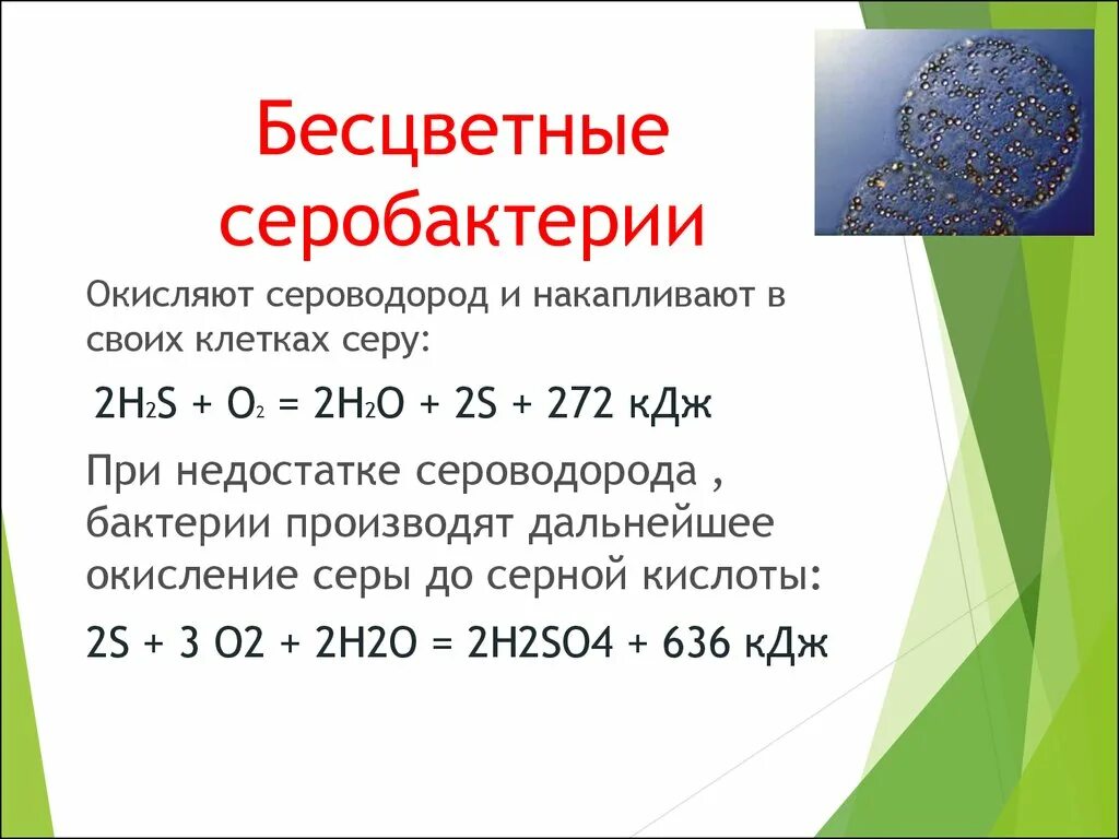 Серобактерии и железобактерии. Бесцветные серобактерии. Серобактерии серные бактерии. Серобактерии окисляют сероводород.