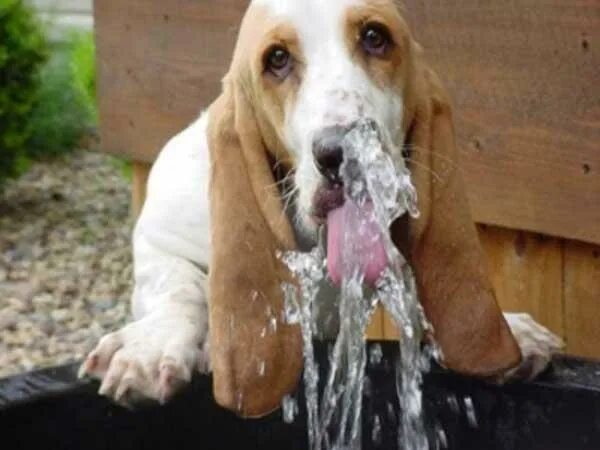 Жажда у животных. Жажда у собаки. Собака пьет воду. Собака пьет много воды. Щенок много пьет