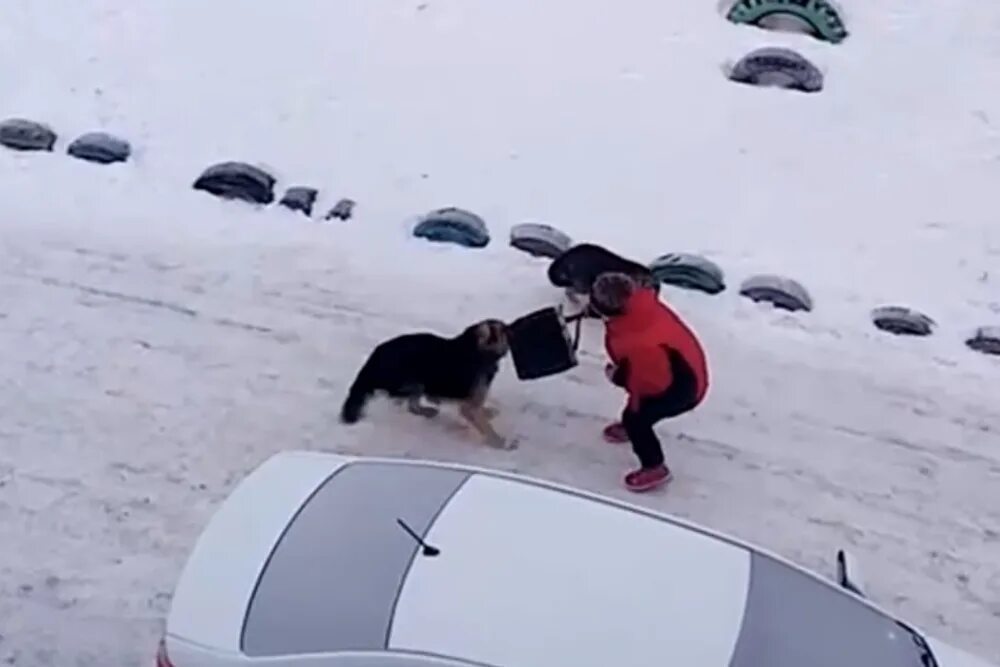 Нападение собак видео. Нападение бродячих собак. Собаки нападают на девушку. Бездомные собаки нападают на людей.