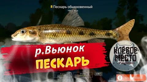 Пескарь вьюнок