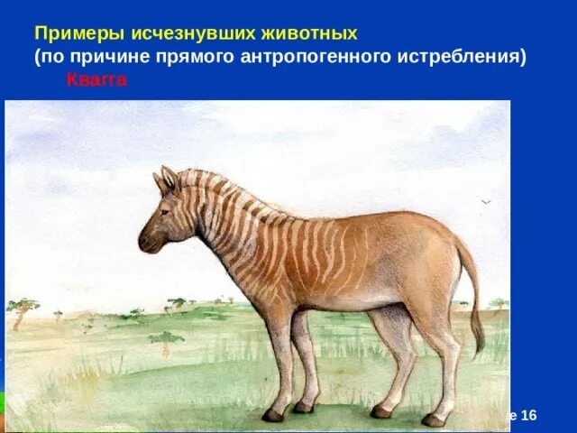 Исчезнувшие виды животных по вине человека. Вымершая лошадь квагга. Квагга Степная Зебра. Квагга вымершие непарнокопытные.