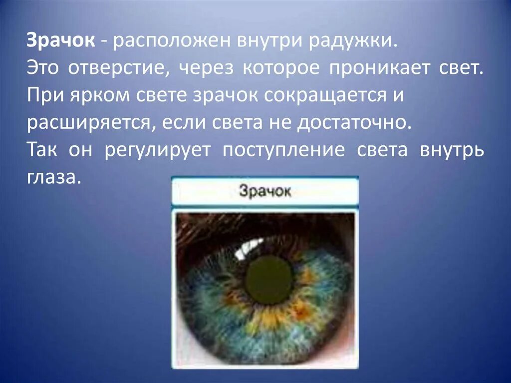 Зрачок расположен. Зрачок расположен в середине. Что располагается за зрачком.