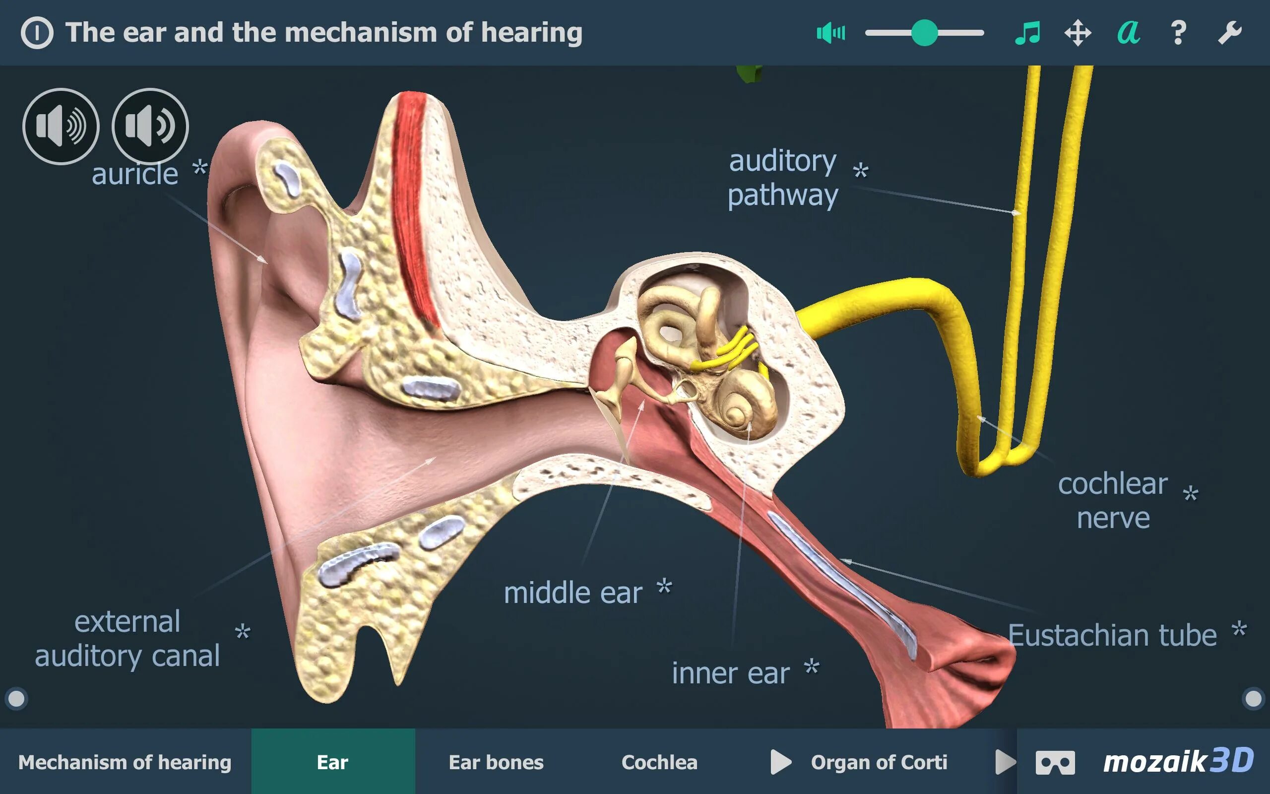 Mozaik 3d ухо. Слуховой процесс в 3d. Евстахиева труба соединяет полость среднего уха с носоглоткой. Hear 3.