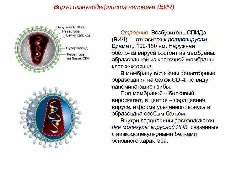 ВИЧ возбудитель. Возбудитель ВИЧ строение. Семейство ретровирусы. Ретровирусы возбудители.