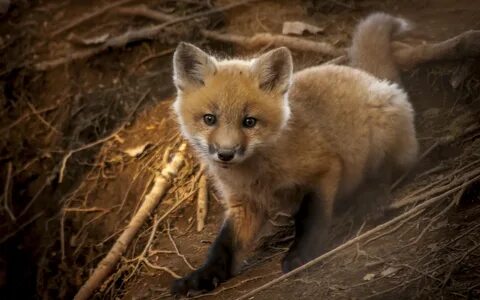 1 baby fox 1