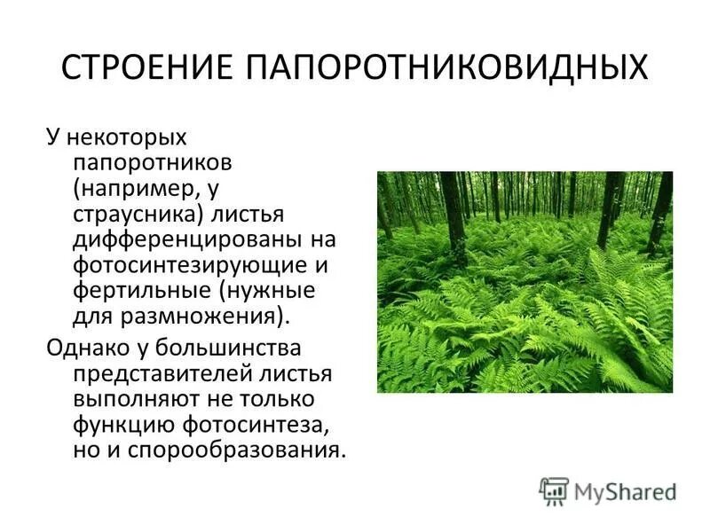 Папоротниковидные растения примеры названия. Папоротниковидные презентация. Отдел Папоротниковидные особенности строения.