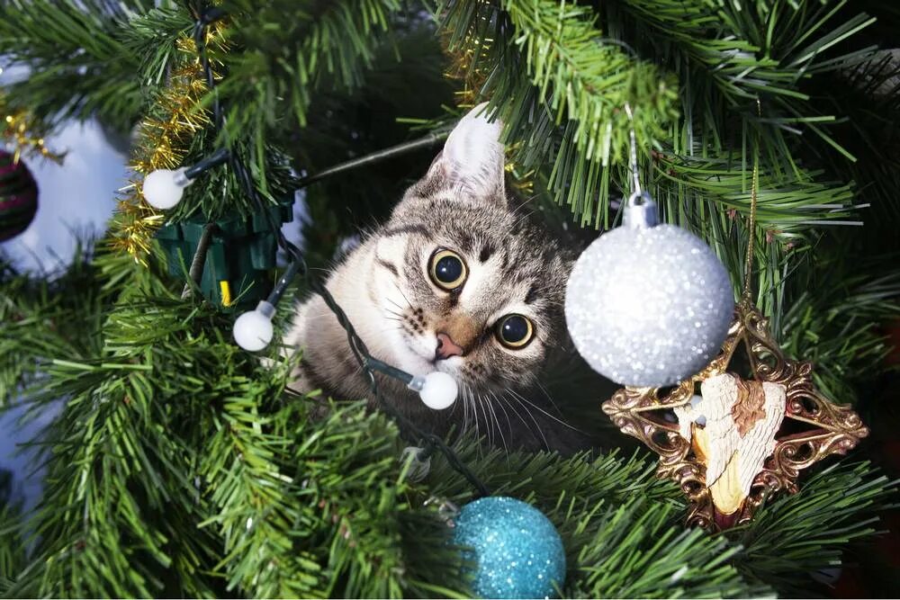 Фото новогоднего кота