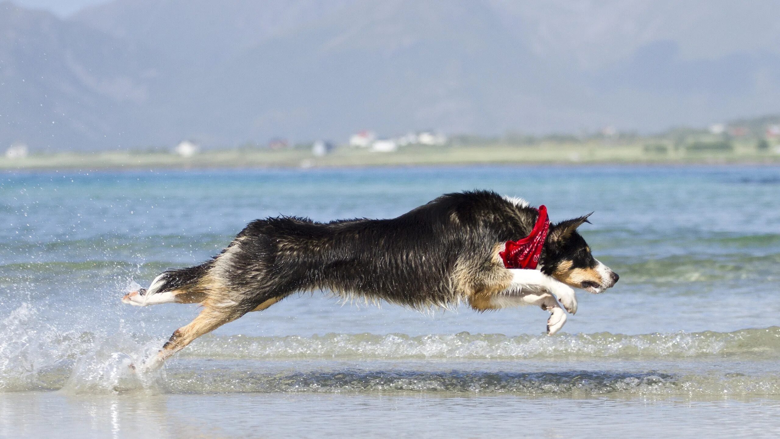 My dog running