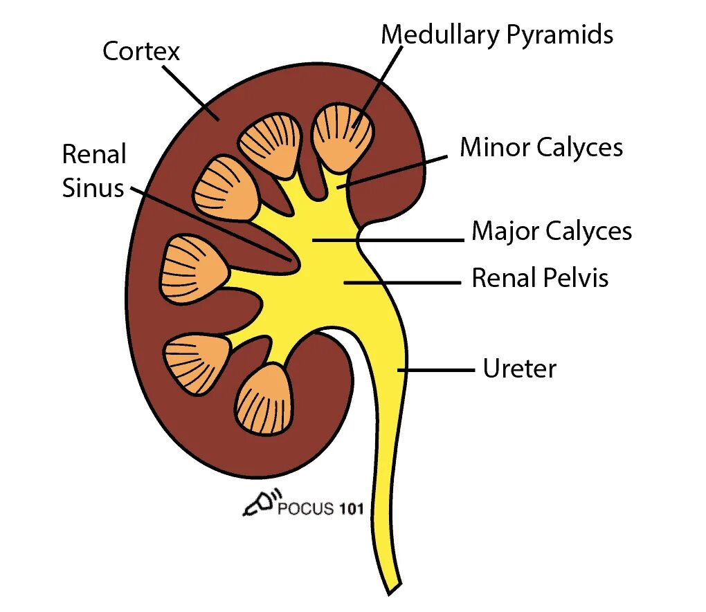 Изменение синусов обеих почек. Sinus renalis анатомия. Почечный синус анатомия. Renal Cortex. Renal Calyx.