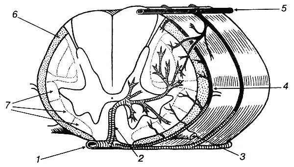 Кровоснабжение межпозвоночных дисков. Кровоснабжение спинного мозга. Кровоснабжение спинного мозга анатомия. Сулько комиссуральные артерии. Кровообращение позвоночника анатомия.